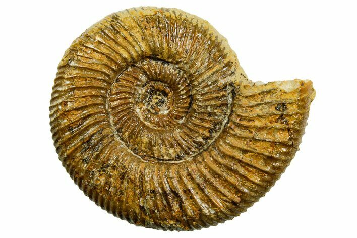 Jurassic Ammonite (Perisphinctes) Fossil - France #363633